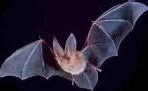 Image result for Bat Predators