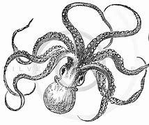 Image result for Vintage Octopus Drawing Legs