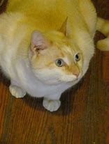 Image result for Funny Fat Cat Pictures