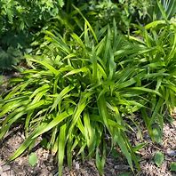 Image result for Carex plantaginea