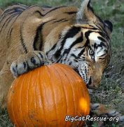 Image result for Big Cat Thanksgiving