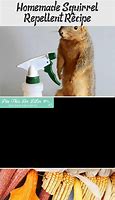 Image result for Natural Squirrel Repellent Spray