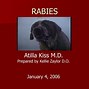 Image result for Rabies in California