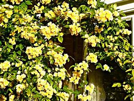 Image result for Rosa Banksiae Lutea