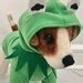 Image result for Dog in Frog Costume