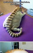 Image result for Taxidermy Cat Meme