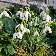 Image result for Galanthus nivalis Cockatoo