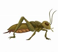 Image result for Summer Cricket Insect Cartoon