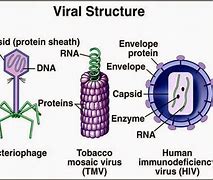 Image result for Struktur Virus