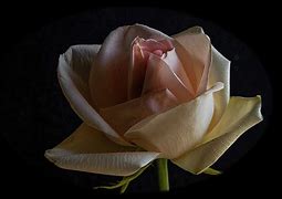 Image result for Rosa Isnt She Beautiful