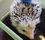 Image result for African Hedgehog