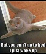 Image result for Scottish Fold Cat Memes