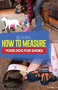 Image result for How to Measure Dog Paws for Booties