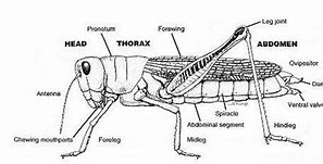Image result for Cricket Body Parts
