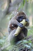 Image result for Giant Bamboo Lemur Panda