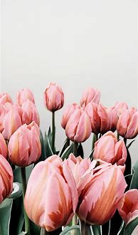 Image result for Tulip iPhone Wallpaper