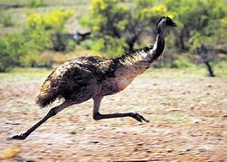 Image result for Emu Bird Australia