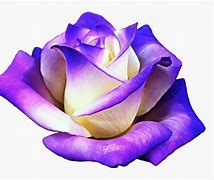 Image result for Purple Rose Clip Art with Clear Background
