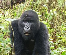 Image result for Gorilla ABC
