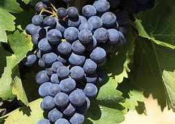 Image result for Merlot Grapes