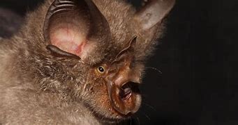 Image result for Bat with V-shaped Nose