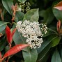 Image result for Photinia