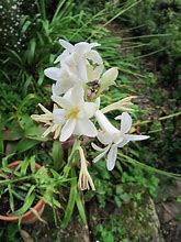 Image result for Polianthes tuberosa Love