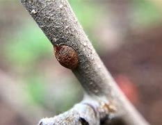 Image result for Scale On Apple Trees