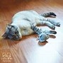 Image result for Patterns for Catnip Cat Toys