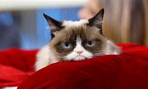 Image result for White Grumpy Cat