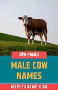 Image result for Cattle Names