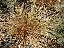 Image result for Carex flagellifera