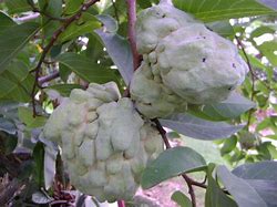 Image result for African Custard Apple