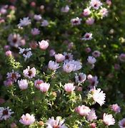 Image result for Aster amethystinus (x) Kylie