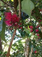 Image result for Syzygium Malaccense Tree