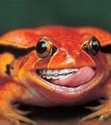 Image result for Pepe Frog Face Smile