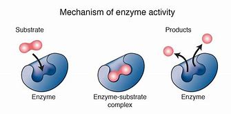 Image result for Where Are Enzymes in a Cell