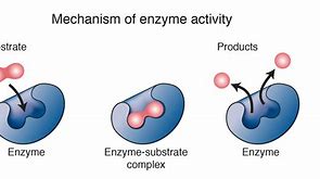 Image result for Enzyme Reaction