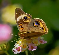 Image result for Butterflies in Nature
