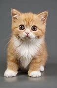 Image result for Red Kittens