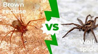 Image result for Brown Recluse Spider vs Wolf Spider