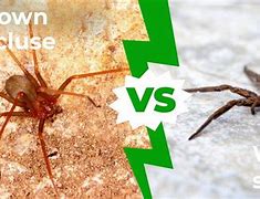 Image result for Wolf Spider Brown Recluse