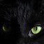 Image result for Black Cat iPhone Wallpaper