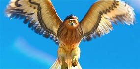 Image result for Moana Hawk