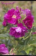 Image result for Freycinet Field Rose