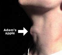 Image result for Adam's Apple in Men