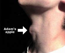 Image result for What Does an Adam's Apple Look Like