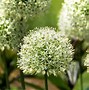 Image result for Allium Mount Everest