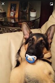 Image result for German Shepered with Pacifier