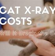 Image result for Cat X